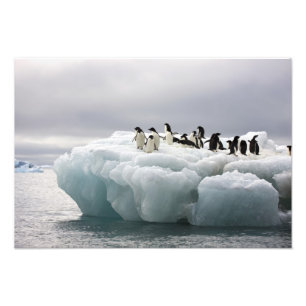 Adelie-pinguïn Pygoscelis adeliae), Foto Afdruk