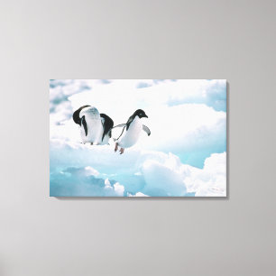Adelie pinguïns (pygoscelis adeliae) Antarctica Canvas Afdruk