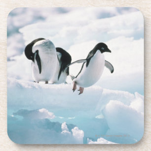 Adelie pinguïns (pygoscelis adeliae) Antarctica Drankjes Onderzetter