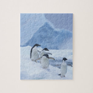 Adelie-pinguïns (Pygoscelis adeliae) op ijs, Legpuzzel