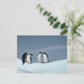 Adelietpinguïns, Antarctica Briefkaart (Staand voorkant)