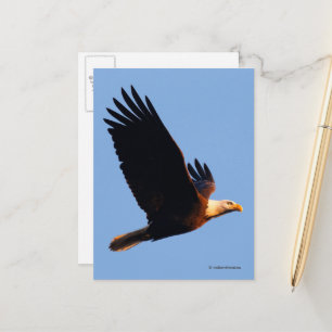 Adembenemende Bald Eagle tijdens de winterzonsonde Briefkaart