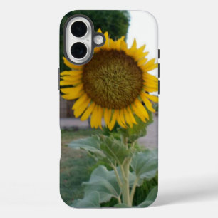 Adembenemende Natuurlijke Zonnebloem   Gouden Stra iPhone 16 Plus Hoesje