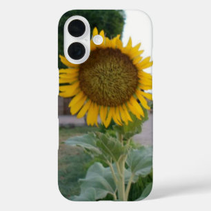 Adembenemende Natuurlijke Zonnebloem Gouden Stra iPhone 16 Hoesje