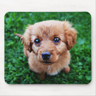 Adembenemende Puppy Foto Muismat