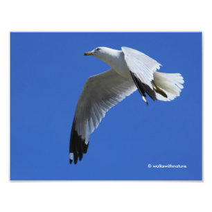 Adembenemende ringvormige meeuw in de vlucht foto afdruk