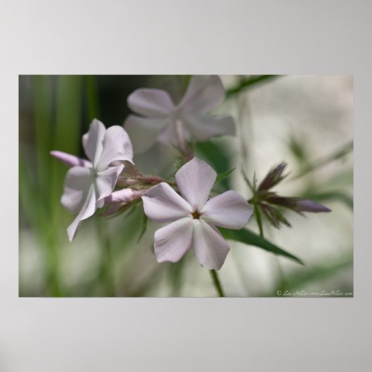 "Adembenige" Bleke roze Phlox Poster van wilde blo (Voorkant)