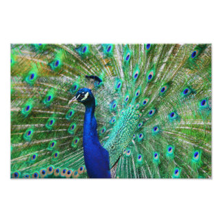 Ademhalend Peacock Afbeelding Foto Afdruk