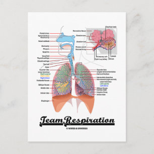 Ademhalingsstelsel (Team Respiratory System) Briefkaart