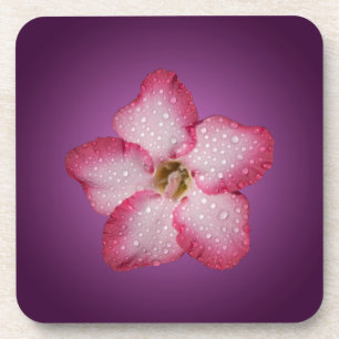 Adenium Roze Bloem Flora Gradiënt Paars Drankjes Onderzetter