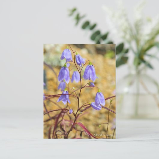Adenophora takedae (Briefkaart) ポ カ ー ド Briefkaart (Staand voorkant)