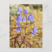 Adenophora takedae (Briefkaart) ポ カ ー ド Briefkaart (Voorkant)