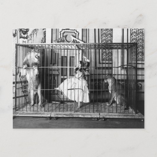 Adgie en haar opgeleide leeuwen Circus 1897 Briefkaart (Voorkant)
