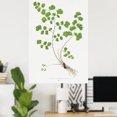 Adiantum Capillus-Veneris (Southern Maidenhair Fer Poster (Thuiskantoor)