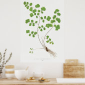 Adiantum Capillus-Veneris (Southern Maidenhair Fer Poster (Keuken)