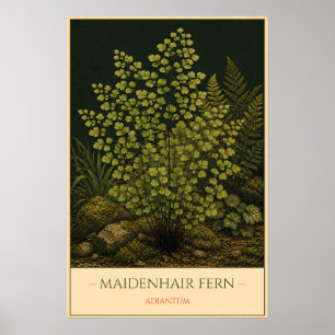 Adiantum Poster