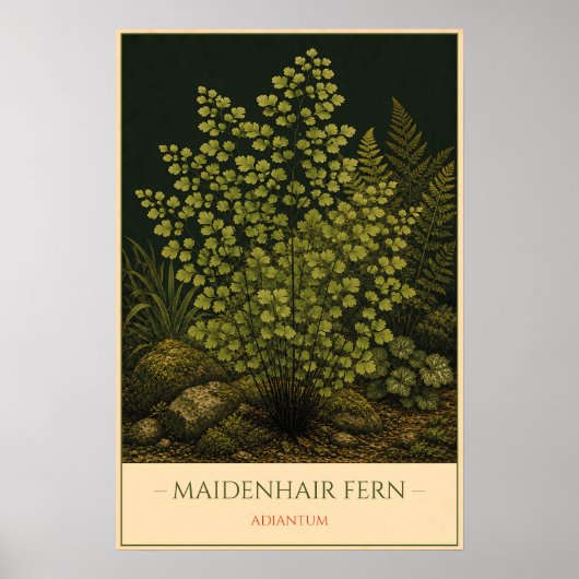 Adiantum Poster (Voorkant)
