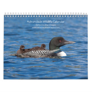 Adirondack Wildlife 2026 Kalender