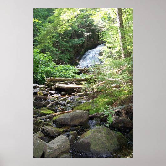 Adler Herfsten Poster (Voorkant)