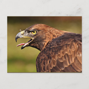 Adler, vogel van Prey Briefkaart