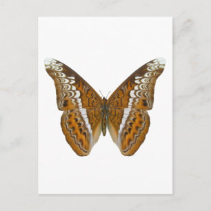 Admiraal Butterfly Briefkaart