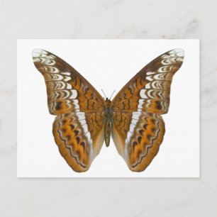 Admiraal Butterfly Briefkaart
