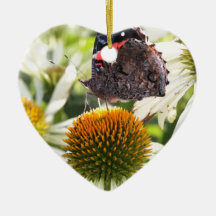Admiraal Butterfly op Vloer