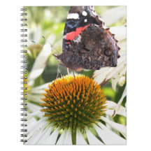 Admiraal Butterfly op Vloer