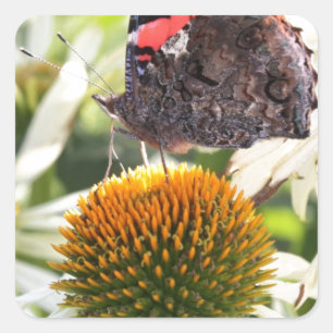 Admiraal Butterfly op Vloer Vierkante Sticker