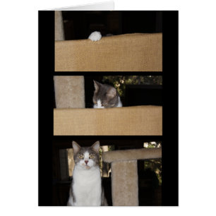 Admirateur drôle de chat