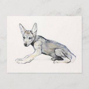 Adolescent Arabian Wolf Pup 2009 Briefkaart