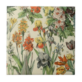 Adolph Millot Botanische Illustratie 2 Tegeltje