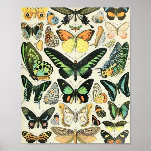Adolphe Millot butterflies B Poster (Voorkant)