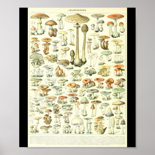 Adolphe Millot Champignon B Mushrooms Grafiek Poster (Voorkant)