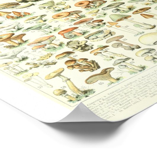 Adolphe Millot Champignon B Mushrooms Grafiek Poster (Hoek)
