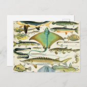 Adolphe Millot fish B Briefkaart (Voorkant / Achterkant)