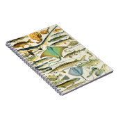 Adolphe Millot fish B Notitieboek (Rechterzijde)