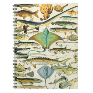 Adolphe Millot fish B Notitieboek