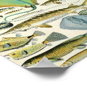 Adolphe Millot fish B Poster (Hoek)