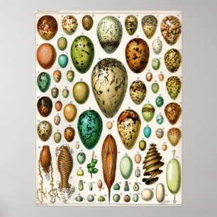 Adolphe Millot  Franse vogeleieren Poster