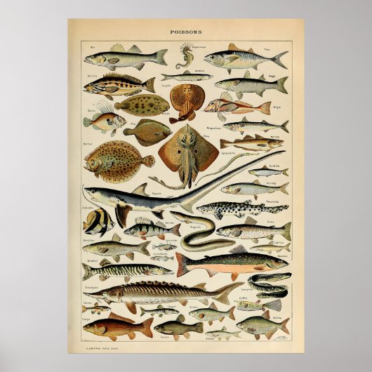 Adolphe Millot Marine Fish Poster (Voorkant)