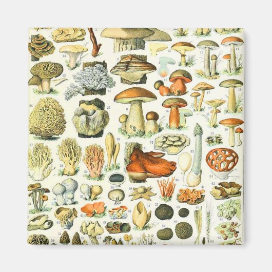 Adolphe Millot paddenstoel Magneet (Voorkant)