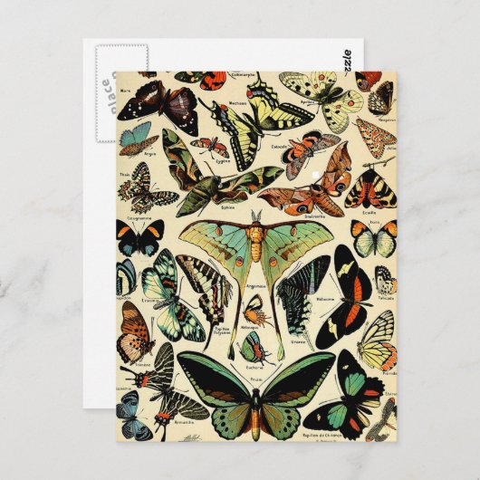 Adolphe Millot Papillons Briefkaart (Voorkant / Achterkant)