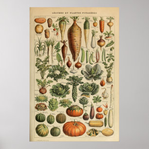Adolphe Millot Plantaardige Illustratie Poster