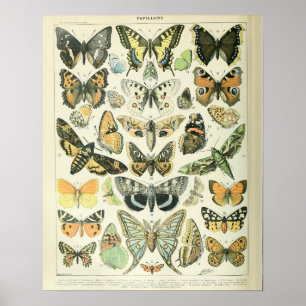  Adolphe Millot Print Butterflies Pattern-A