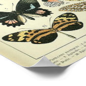 Adolphe Millot Print Butterflies Pattern-B (Hoek)