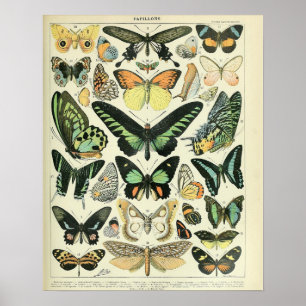  Adolphe Millot Print Butterflies Pattern-B