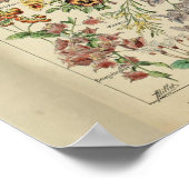  Adolphe Millot Print Flowers (Hoek)