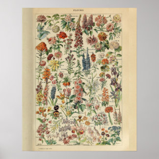  Adolphe Millot Print Flowers