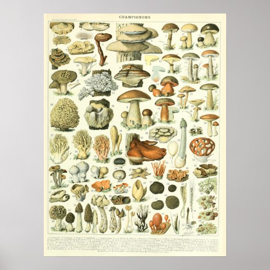  Adolphe Millot Print Mushrooms Poster (Voorkant)